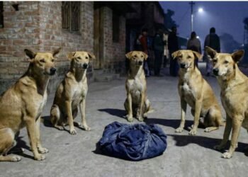 পড়ে থাকা নবজাতককে ঘিরে কুকুরের নিরাপত্তা বলয়