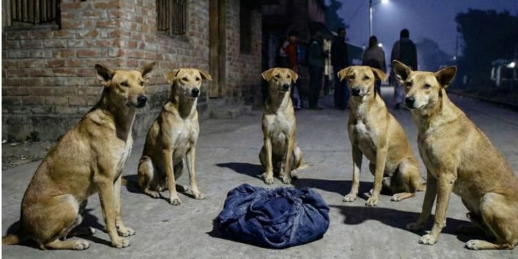 পড়ে থাকা নবজাতককে ঘিরে কুকুরের নিরাপত্তা বলয়