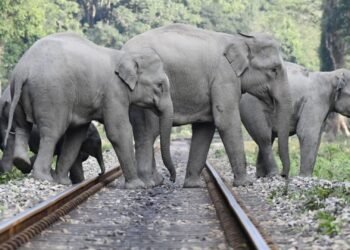 আসামে রাজধানী এক্সপ্রেসের ধাক্কায় ৭ হাতির মৃত্যু