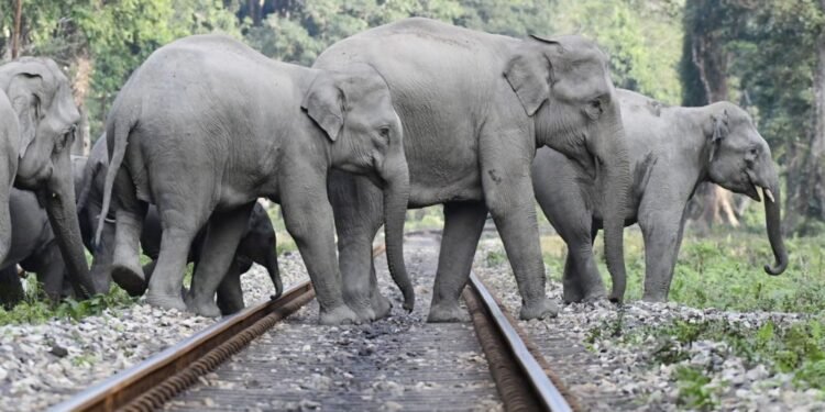 আসামে রাজধানী এক্সপ্রেসের ধাক্কায় ৭ হাতির মৃত্যু