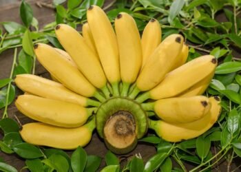 দিনে কয়টি কলা খাওয়া স্বাস্থ্যের জন্য ভালো?