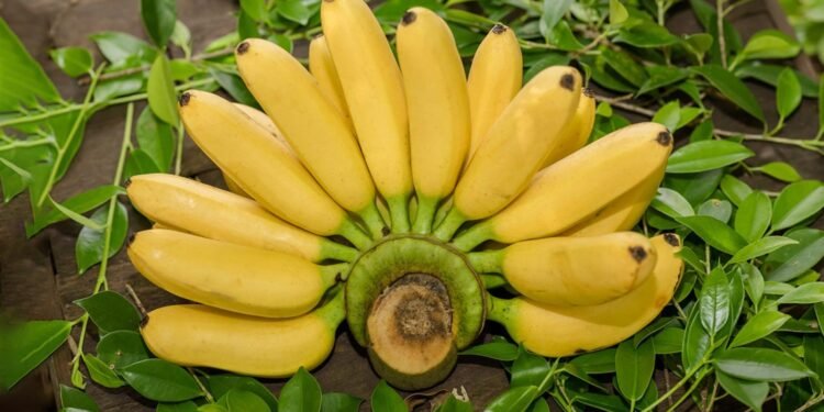 দিনে কয়টি কলা খাওয়া স্বাস্থ্যের জন্য ভালো?