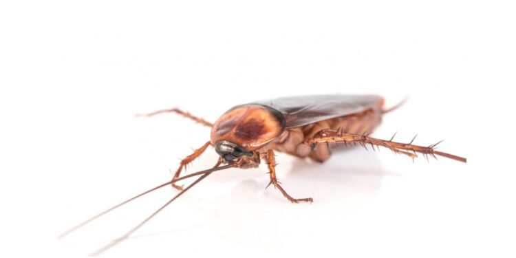 কেমিক্যাল ছাড়াই ঘর হবে তেলাপোকামুক্ত