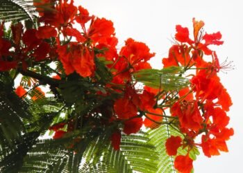 ফাল্গুন ও ভালোবাসা দিবস: ঋতুরাজ বসন্তের প্রথম দিন আজ