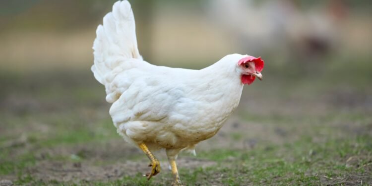 মুরগির দাম কমলেও বেড়েছে মাছের দাম