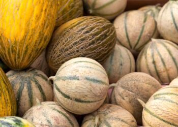 রোগ প্রতিরোধ ক্ষমতা বাড়ায় বাঙ্গি