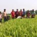 মনিরুলের উদ্ভাবিত বিকল্প জ্বালানির নাম ‘ম্যাড’ (MAD)