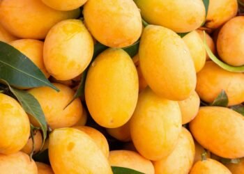 বাজারে আসা উজ্জ্বল হলুদ আমগুলো কি সত্যিই গাছপাকা?