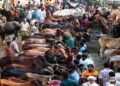 গাবতলী হাটে গরুর পাহাড়, বৃষ্টি-কাদায় চরম ভোগান্তি