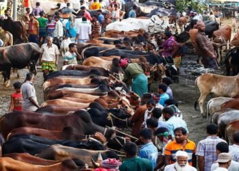 গাবতলী হাটে গরুর পাহাড়, বৃষ্টি-কাদায় চরম ভোগান্তি