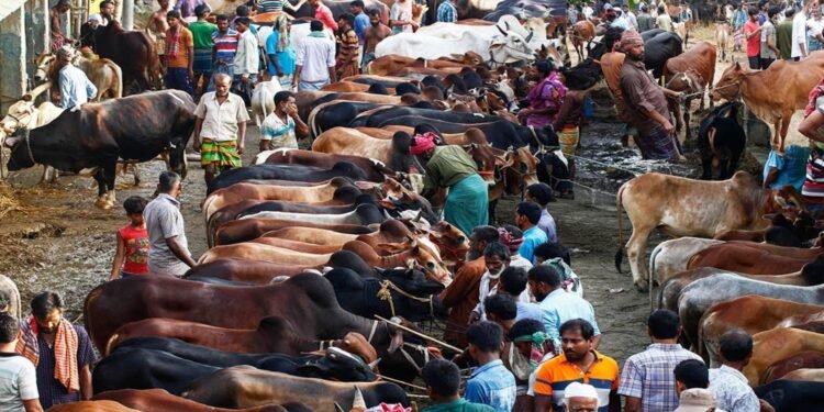 গাবতলী হাটে গরুর পাহাড়, বৃষ্টি-কাদায় চরম ভোগান্তি