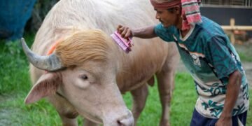 স্বরাষ্ট্রমন্ত্রীর হস্তক্ষেপে খামারে ফিরল ভাইরাল মহিষ ‘ডোনাল্ড ট্রাম্প’