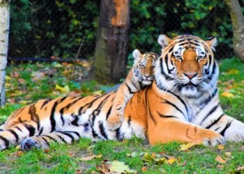 বিশ্ব বাঘ দিবস আজ: সুন্দরবনে বাঘ বেড়ে ১২৫