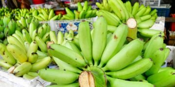 কাঁচকলায় কি সত্যিই রক্ত বাড়ে? প্রচলিত ধারণার বিপরীতে যা বলছে বিজ্ঞান