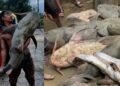 নেপালের বন্যায় ভেসে আসা বিশাল মাছ খেয়ে বিহারে অসুস্থতা
