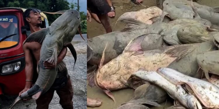 নেপালের বন্যায় ভেসে আসা বিশাল মাছ খেয়ে বিহারে অসুস্থতা