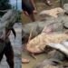নেপালের বন্যায় ভেসে আসা বিশাল মাছ খেয়ে বিহারে অসুস্থতা